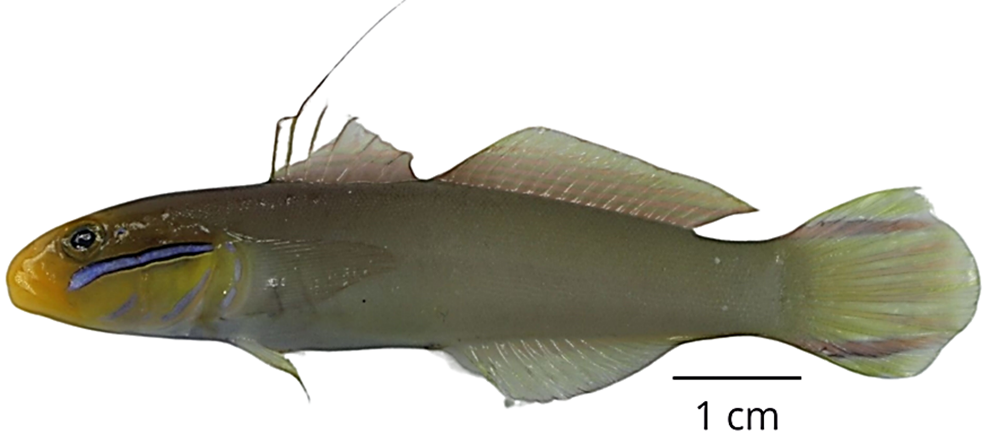 Rasbora baliensis as an endemic species to Lake Bratan, Bali